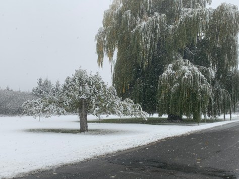 Saule pleureur et pommier, rang Bas de la Rivière, Sainte-Monique