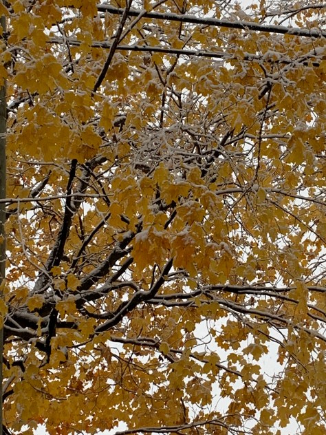 Feuilles d'érable, parc Apollo, Sainte-Monique