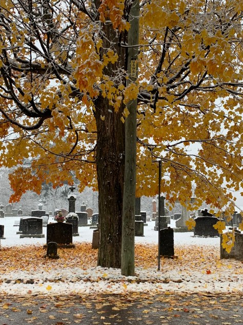 Érable devant le cimetière, Sainte-Monique de Nicolet