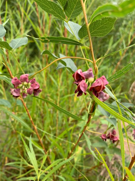 Apios americana (patate en chapelet) fleur rose noire