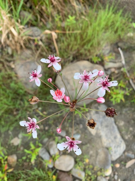 Butome en ombrelle (butomus umbellatus) 