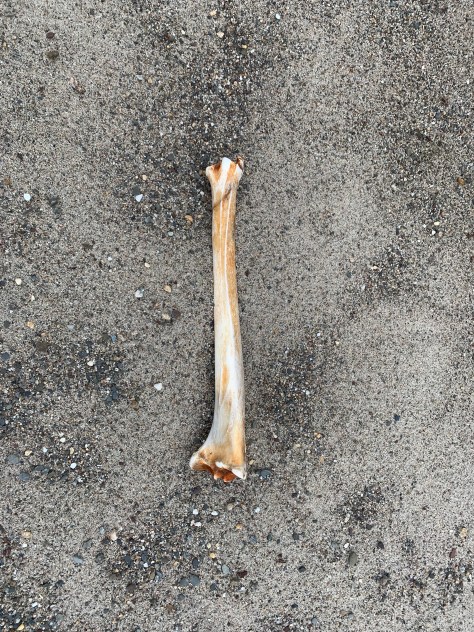 Os sur le sable