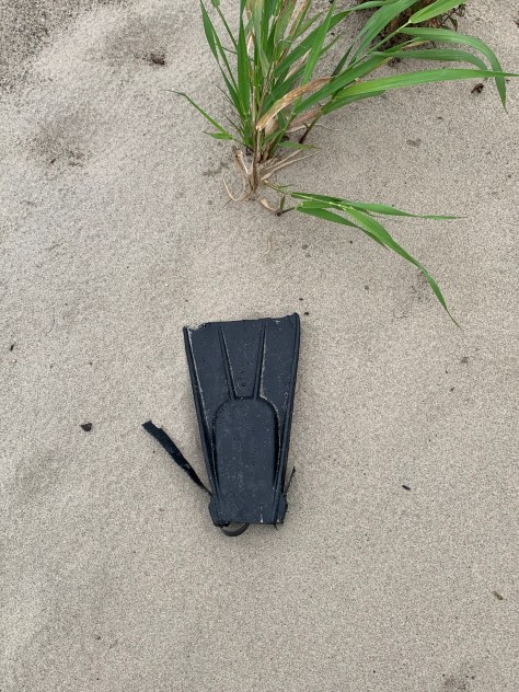 Palme sur le sable