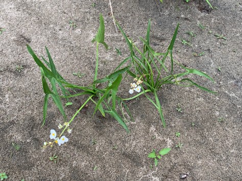 Sagittaria latifolia (sagittaire à larges feuilles)