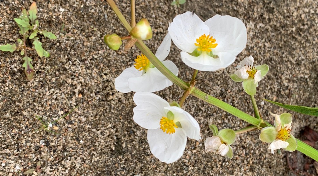 Sagittaria latifolia (sagittaire à larges feuilles)