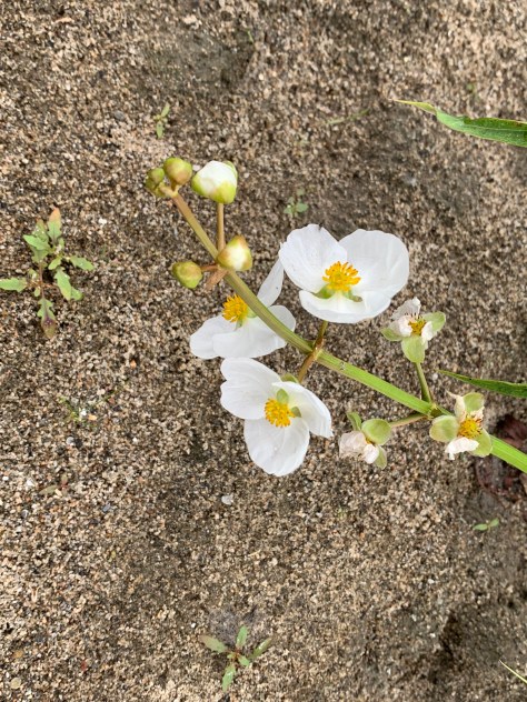 Sagittaria latifolia (sagittaire à larges feuilles)