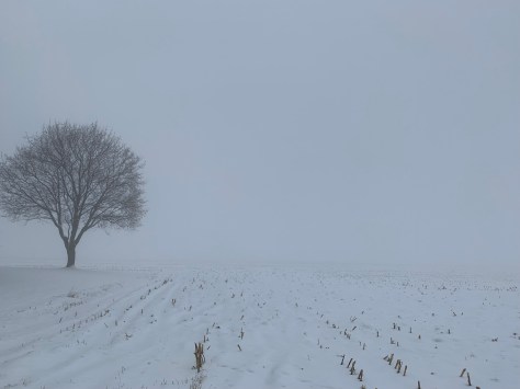 Photo paysage hiver blanc et noir un arbre un champs de la neige